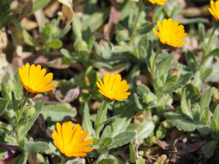 黄色いキク科の花