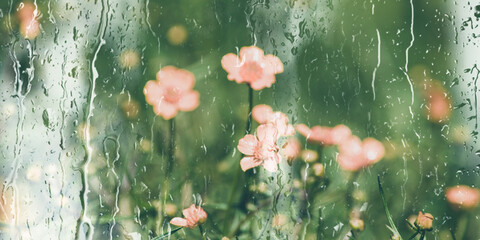 Abstract blurred background with pink small flowers and green grass behind a wet window with...