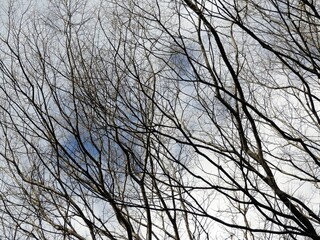 Obraz premium 枯れ木