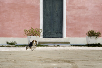 Dog runs outside a house in Lio Piccolo village in Cavallino-Treporti