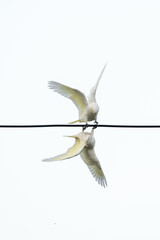 Two Corella parrots  playing of a powerline - Cacatua sanguinea