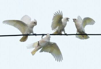 A pair of White Australian Parrots showing affecting while perching on a powerline - Little Corella...