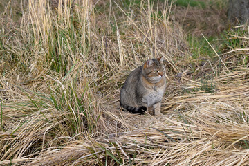 Cute cat sitting in the dry grass
