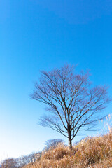 枯れ草と青空の対比　霧島神話の里公園
