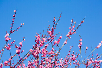 青空の中で満開の桃色の梅　丸岡公園
