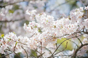 桜の花のクローズアップ
