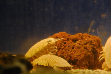 The Great Giant Giant Slug in the Sea