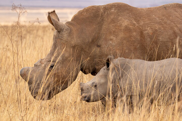 White rhino with calf, South Africa