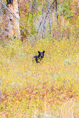 Wild Bear Cub in Glacier National Park