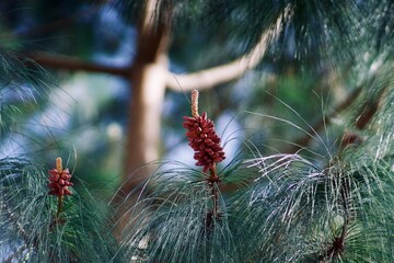 Pine Seeds in winter 
