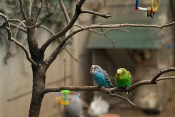 Couple of Melopsittacus undulatus skyblue and green on a tree 