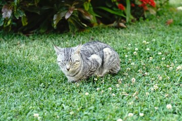 tender and cute gray cat sleeping on the grass in the garden in spring
