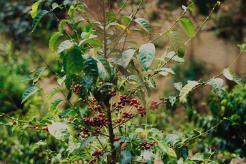 Coffee cultivation in Guatemala
