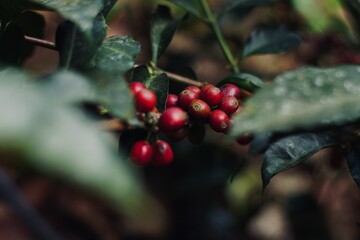 Coffee Fruit from Guatemala