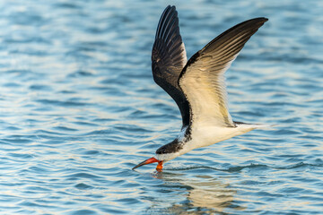 Black Skimmer
