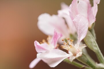 Macro photography close up of flowers and pistil, beautiful peach blossom
