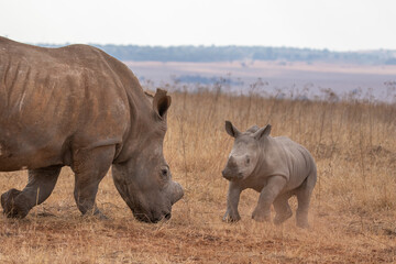 White rhino with calf, South Africa
