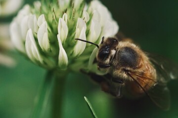 Macro Photography Close up of head of Bee eating pollen of a white flower
