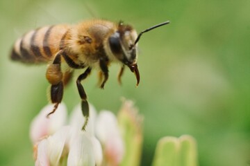 Macro Photography Bee flying on white flower
