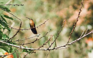 Closeup hummingbird sparrow stand on the tree
