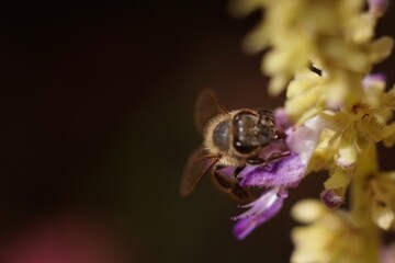 Bee eating polen on purble flower