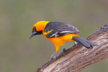 Altamira Oriole