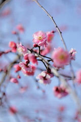 日本の梅園の梅