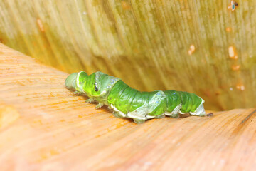 A green caterpillar is crawling on a dry banana leaf. This insect likes fruit, flowers and young leaves. 