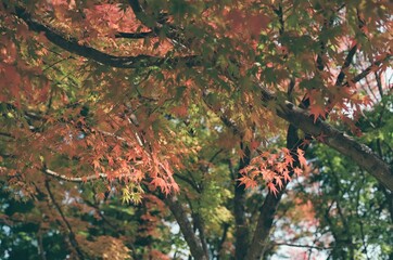 Gyeongju park with autumn leaves