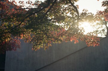 Gyeongju park with autumn leaves