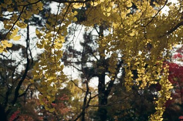 Gyeongju park with autumn leaves