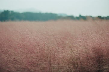 Gyeongju Pink Muhly Park in South Korea