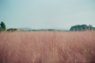 Gyeongju Pink Muhly Park in South Korea