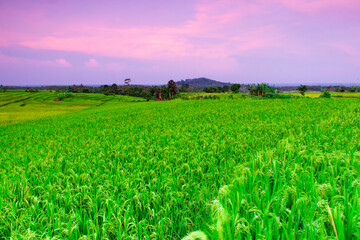 Fototapeta na wymiar beautiful morning scenery with a cool atmosphere in the rice fields of a small village