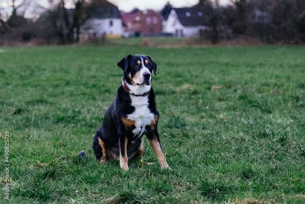 Canvas Prints Close-up shot of a beautiful Entlebucher Mountain Dog sitting on the grass outdoors