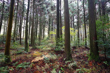 fascinating autumn forest with cedar trees