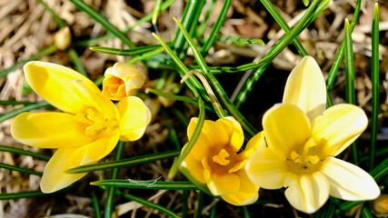 黄色いクロッカス（春）