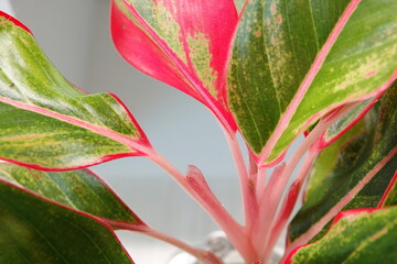 leaves of siam aurora, harmony of green and red