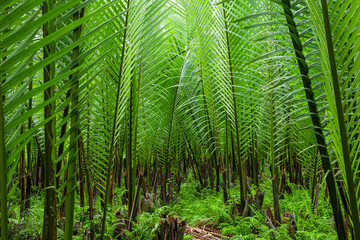 Naklejka na ściany i meble Rain forest banner background. Green palm leaves in tropical rainforest. Dioon edule Plant, also known as chestnut dioon, palma de la virgen, Cycad palm