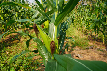 Obraz premium Corn field close up. Selective focus.Green Maize Corn Field Plantation in Summer Agricultural Season.