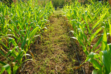 Corn field close up. Selective focus.Green Maize Corn Field Plantation in Summer Agricultural Season.