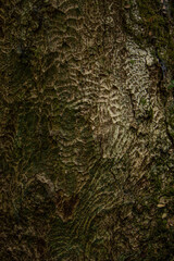 Textura de tronco de arbol