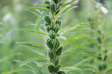 Sesame plant crop growing in green farmland