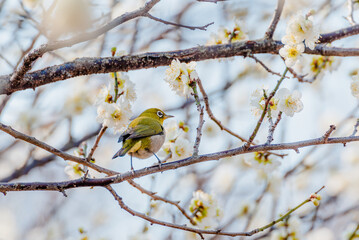 白い梅の花とメジロ