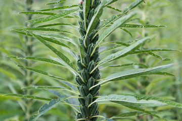 Sesame plant crop growing in green farmland