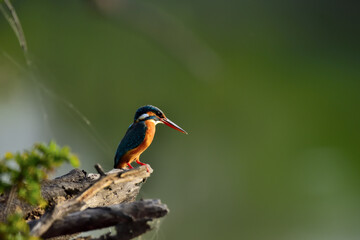 Commone Kingfisher at Bharatpur India