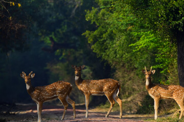 Naklejka na ściany i meble deer in the woods at Bharatpur India