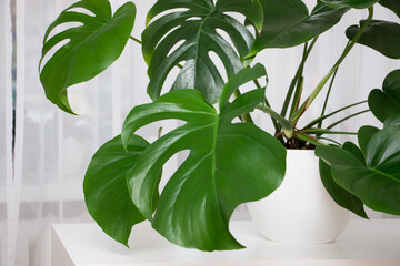 Monstera Deliciosa plant in a white pot indoors. Leaves close up.