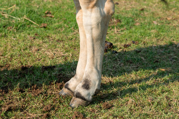 Obraz premium Cow's legs on the farm, The legs of a cow standing, Cow's legs , Four foot of cow, animal legs.