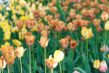 Bright flowers of tulips on a tulip field on a sunny morning - 490829104